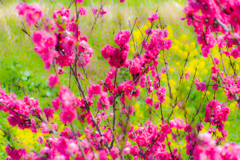 Spring has come.