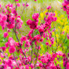 Spring has come.