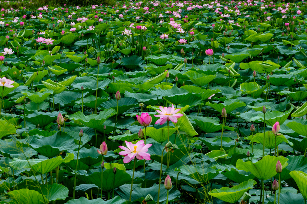 伊豆沼の蓮花