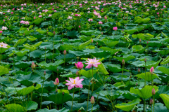 伊豆沼の蓮花