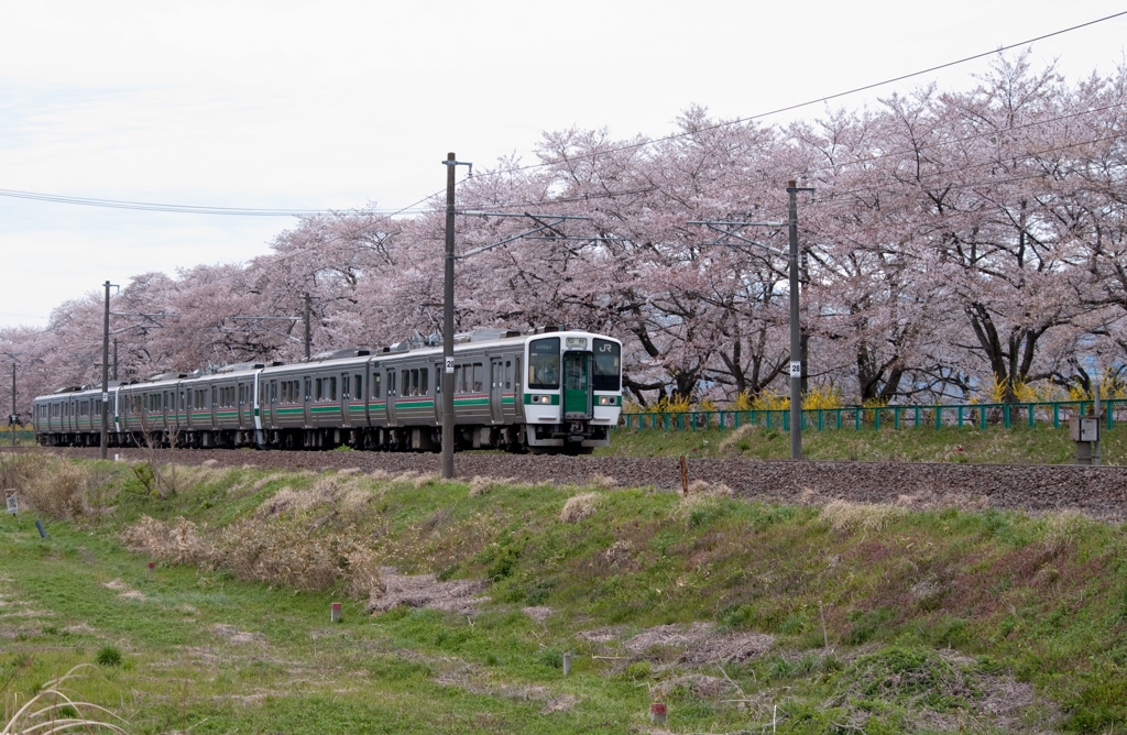 お花見電車でGO