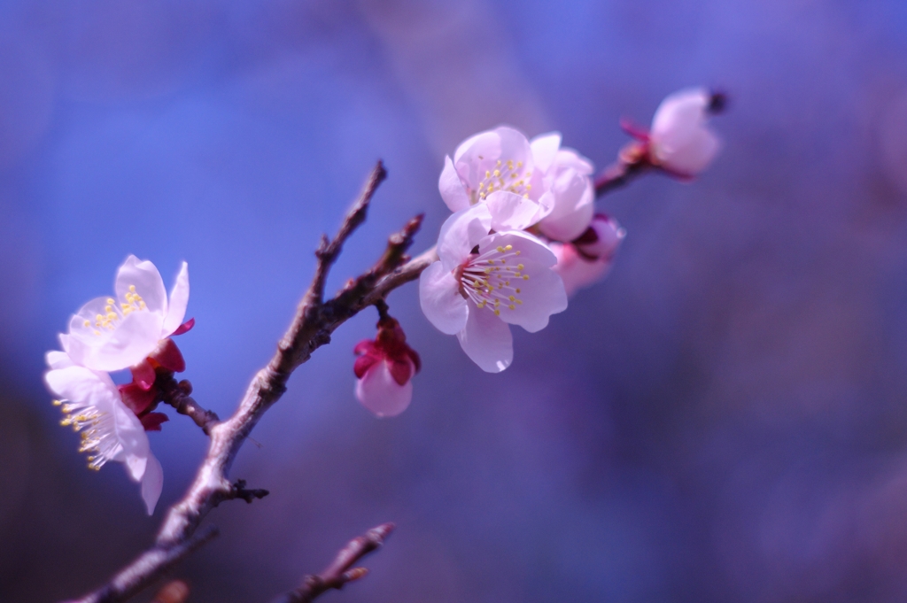 梅の花