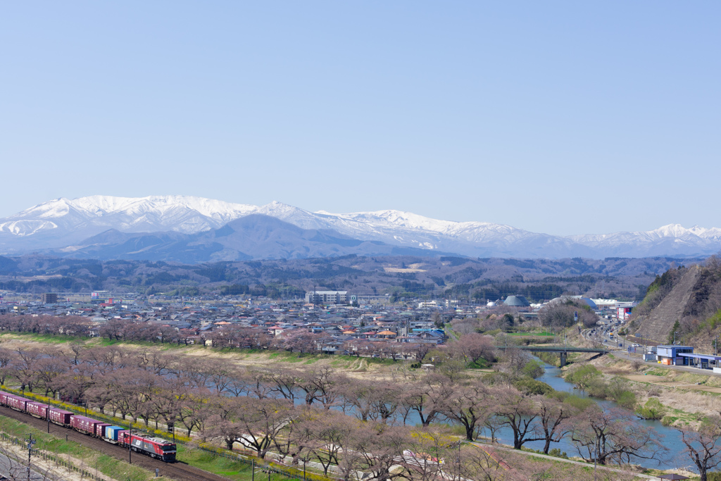 サクラ開花準備中
