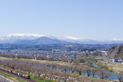 サクラ開花準備中