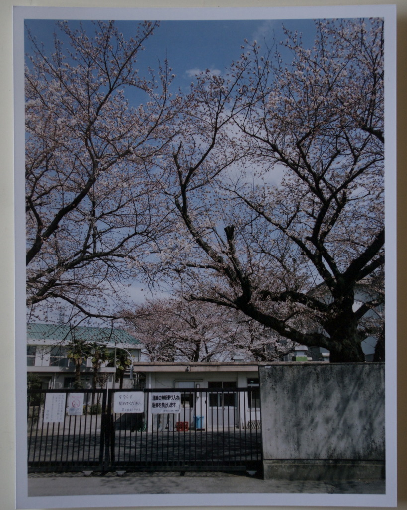 桜