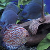 熱帯魚