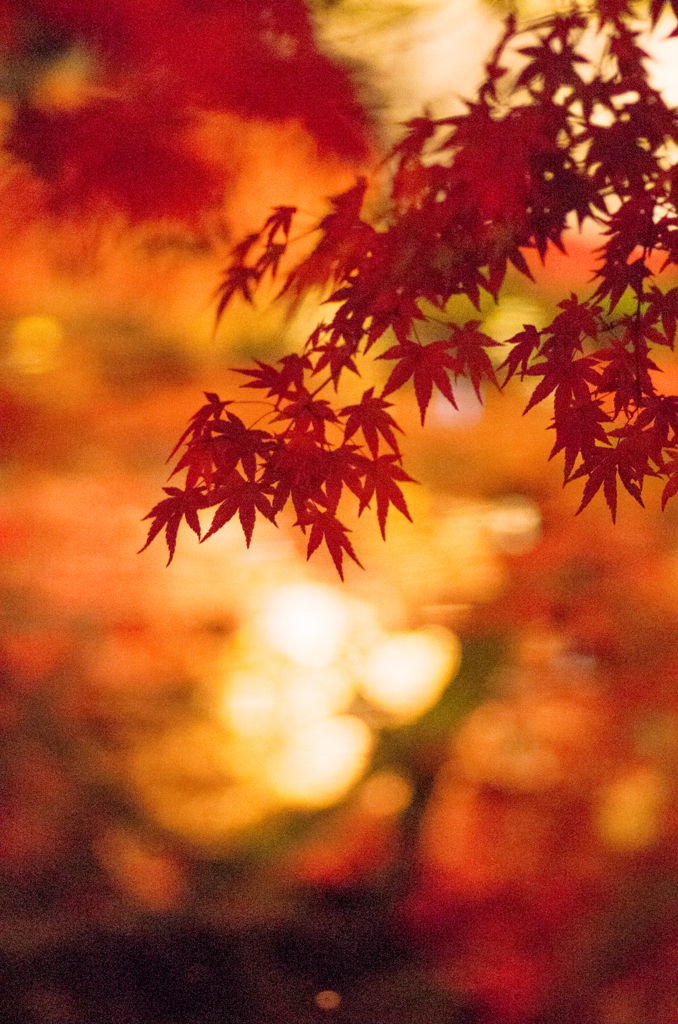 永観堂
