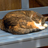 リューベックの小道にあったベンチでお昼寝中の猫さま