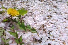 散ってもなお美しい桜の花びら