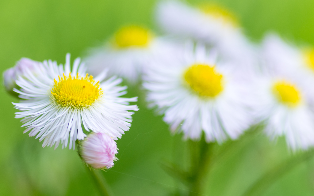 春の花