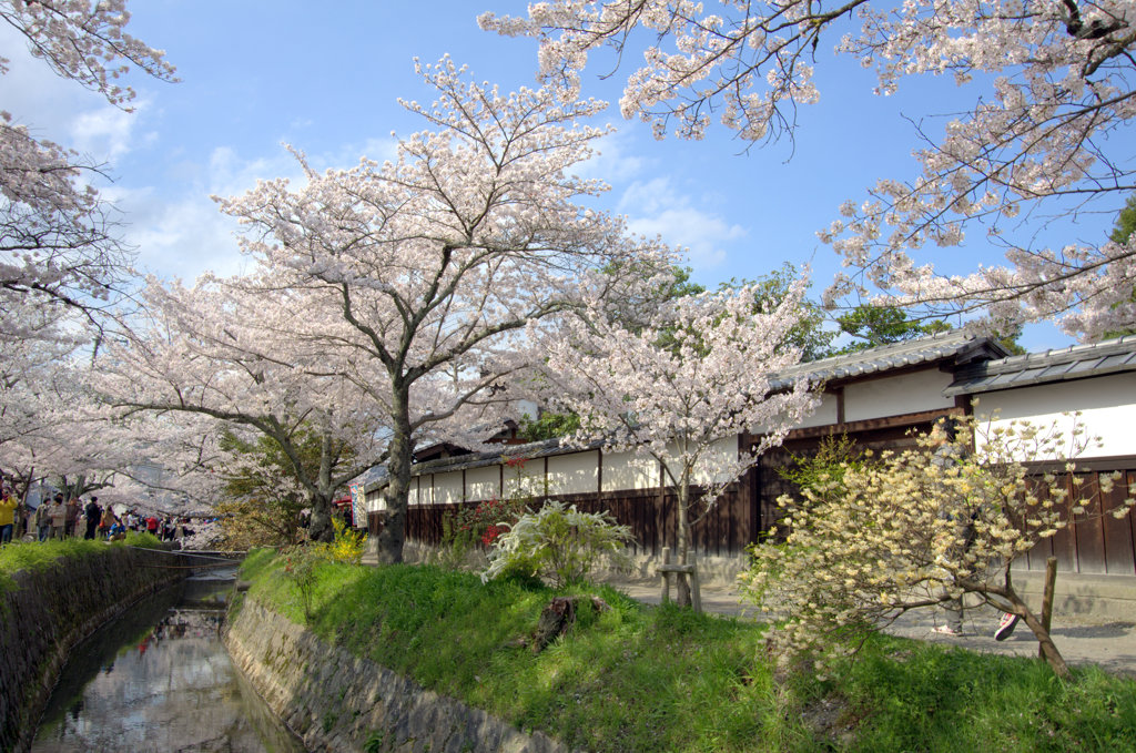 菜の花と桜