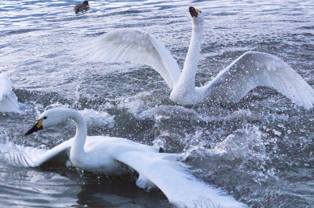 白鳥のバトル