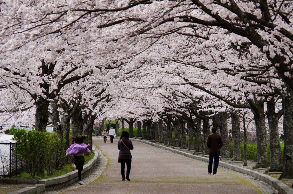 桜並木を駆け巡って　-和らぎの道の桜-