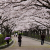 桜並木を駆け巡って　-和らぎの道の桜-