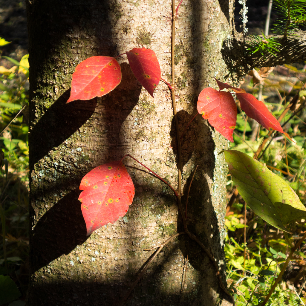 軽井沢の紅葉