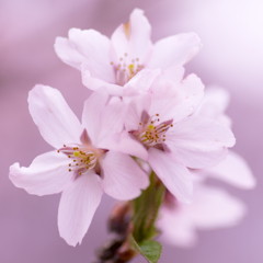 高遠城址公園の桜