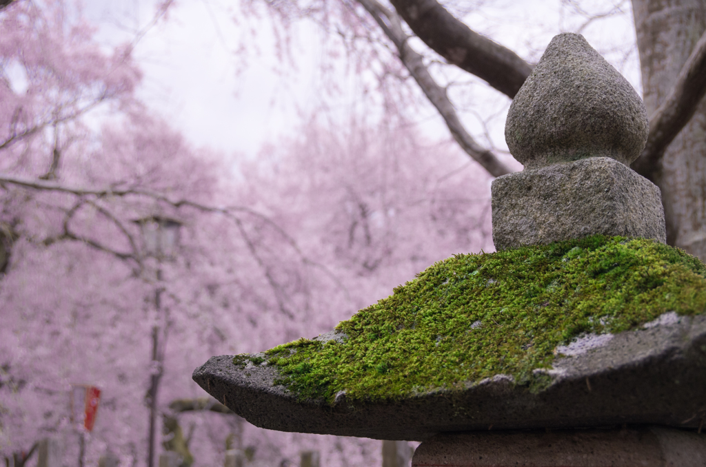 桜と石塔