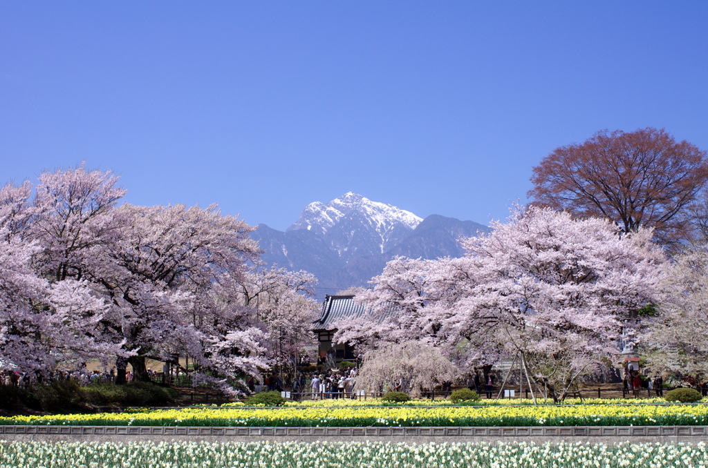 神代桜