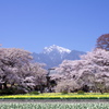 神代桜