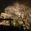 六義園の桜