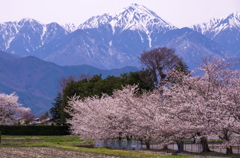 常念岳と桜