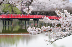 松本城の桜