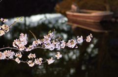 松本城の桜　ライトアップ