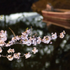 松本城の桜　ライトアップ
