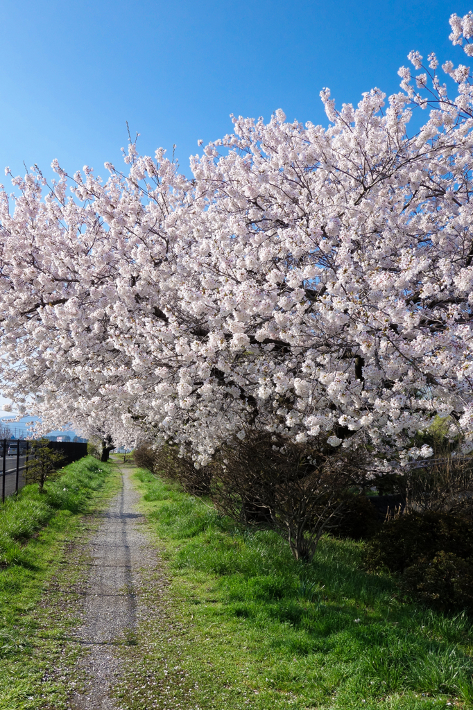 えびの子水苑の桜