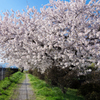 えびの子水苑の桜