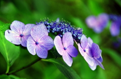 比叡山の紫陽花