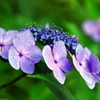比叡山の紫陽花