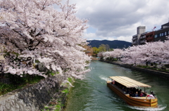 岡崎疎水の桜　十石舟めぐり