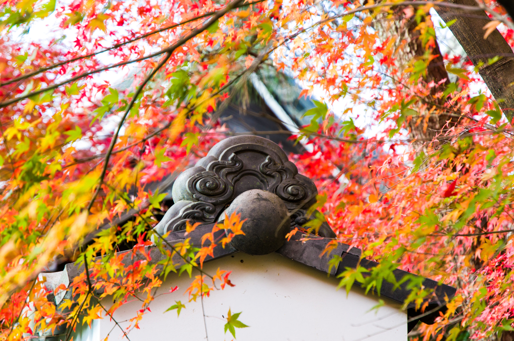 晩秋の龍安寺１
