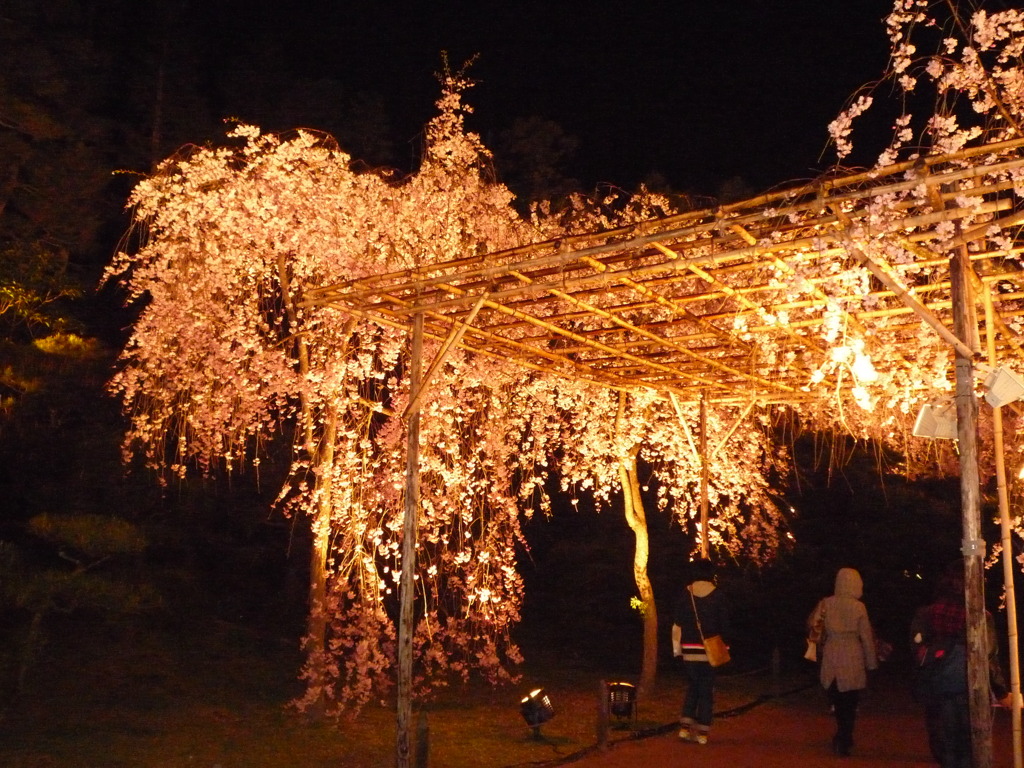 桜