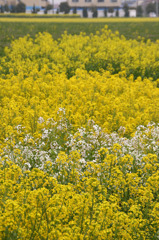 春の黄・緑・白のトリコロール