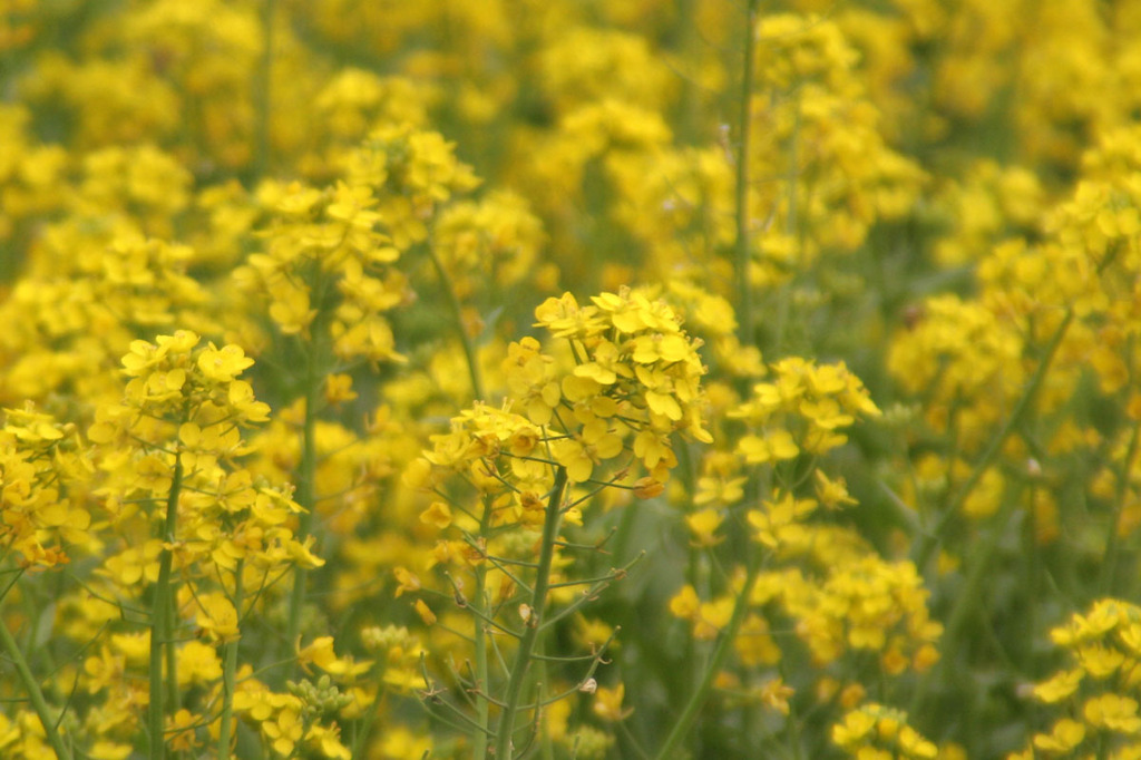 Rapeseed（油菜籽）