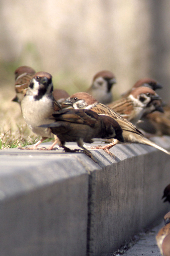 徐家汇公园（Xujiahui Park）