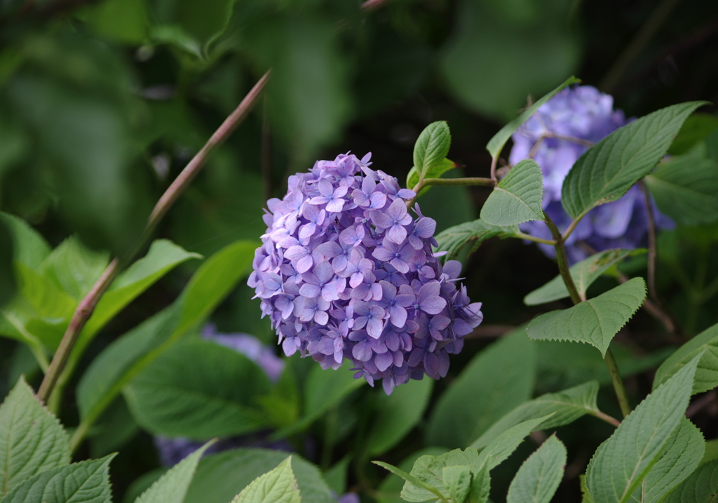 紫陽花　その２