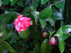 RIMG1738