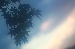 影絵