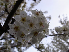 春。。。