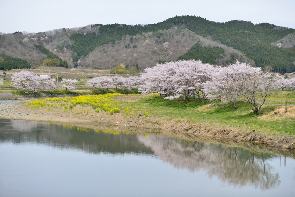 桜のある風景