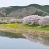 桜のある風景