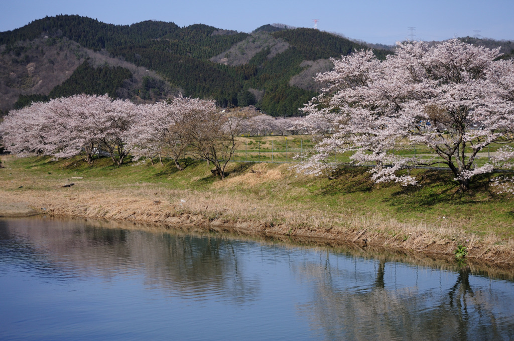 桜のある風景