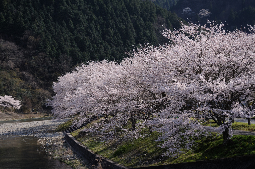 土手の桜