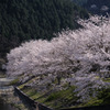 土手の桜