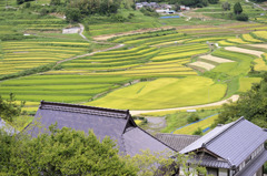 棚田のある風景