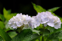 雨に紫陽花