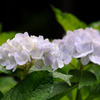 雨に紫陽花